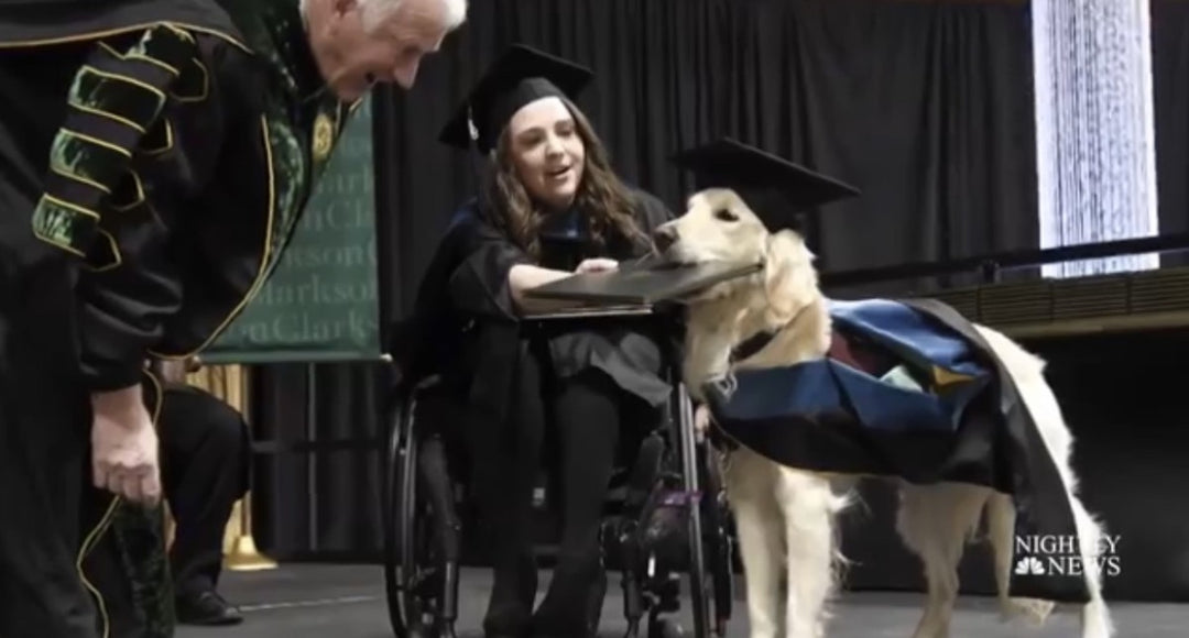 Service Dog Receives An Honorary Diploma When His Owner Gets Her Degree