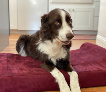 Wallace and His Painful Arthritis