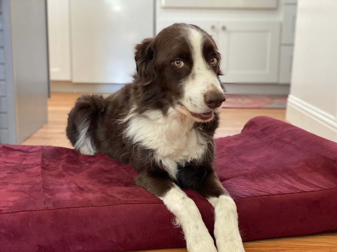 Wallace and His Painful Arthritis