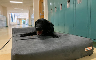 Meet the Police Dogs Sniffing Out Covid at Massachusetts Schools!