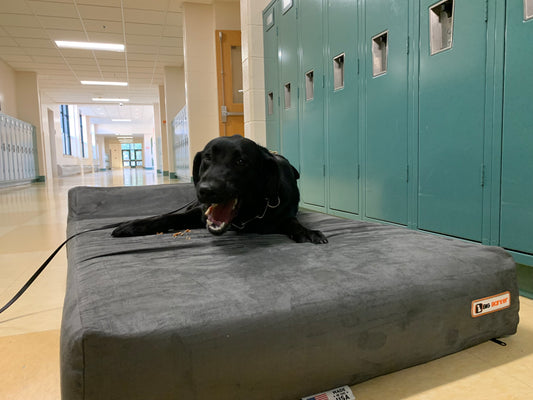 Meet the Police Dogs Sniffing Out Covid at Massachusetts Schools!