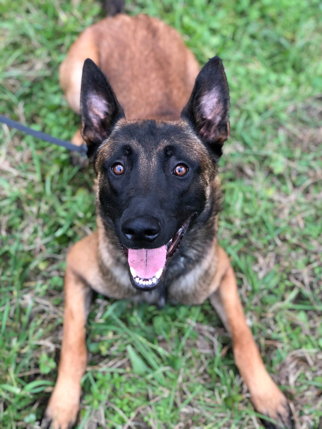 Ant Update: Day 2-4 Post Surgery