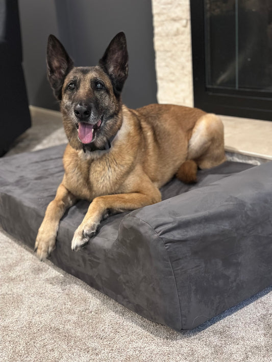Paws of Honor: K9 Astra