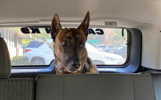Meet Hawk: Brave Barkers