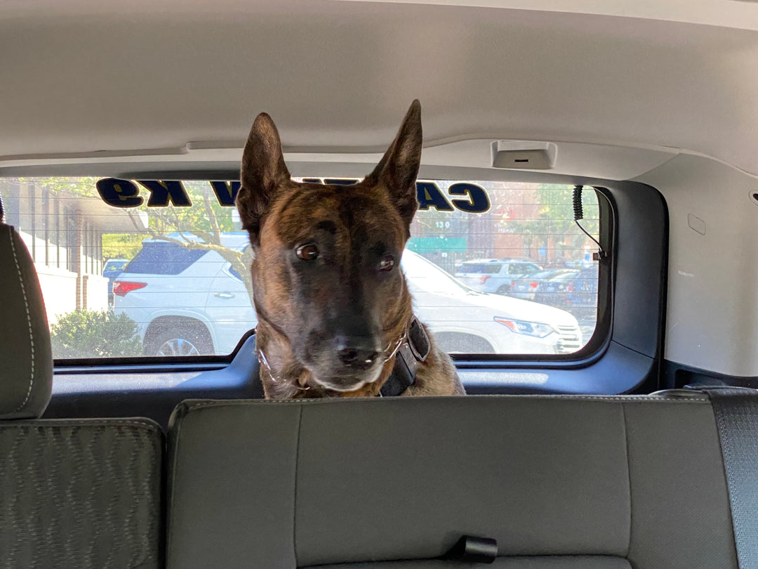 Meet Hawk: Brave Barkers