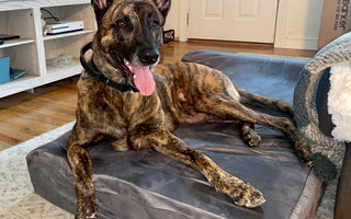Healing Journey for Hawk: Brave Barkers