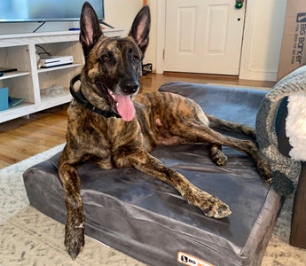 Update on Hawk: Brave Barkers