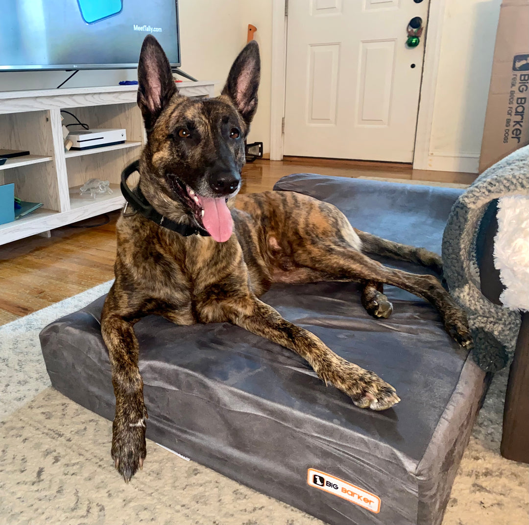 Update on Hawk: Brave Barkers