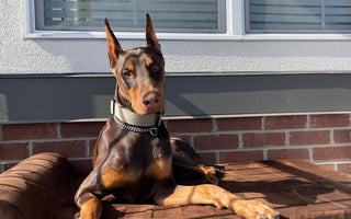Optimizing Tito's Rest: A Big Barker Bed and Microsuede Pillow Review