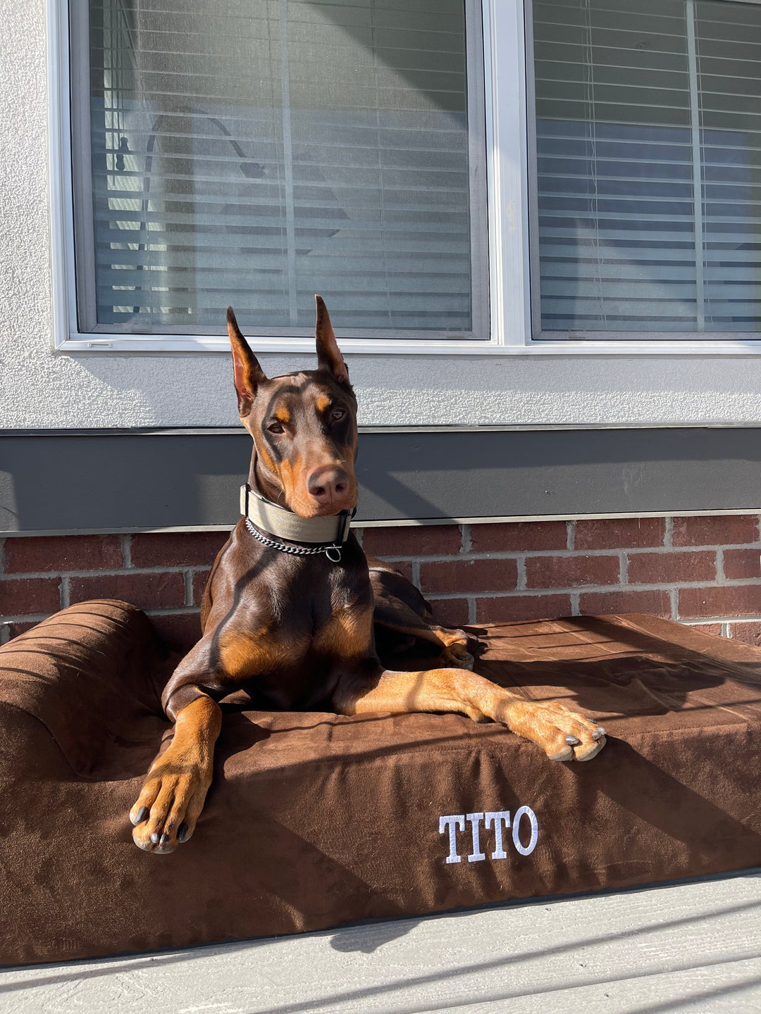 Optimizing Tito's Rest: A Big Barker Bed and Microsuede Pillow Review