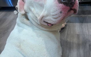 Fostering Resilience: The Journey of Bubba