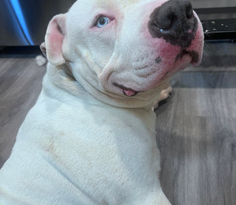 Fostering Resilience: The Journey of Bubba