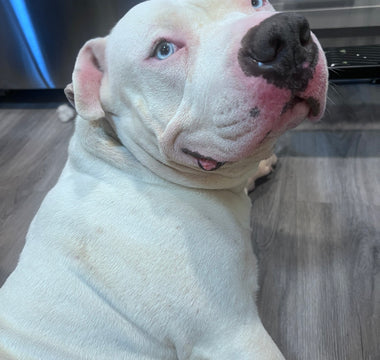 Fostering Resilience: The Journey of Bubba