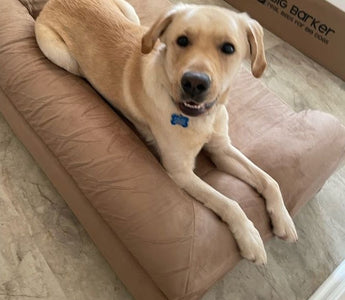 Vito: The Guide Dog Foundation for the Blind