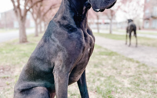 Wobbler Syndrome in Dogs : A Vet and Dog Moms Perspective