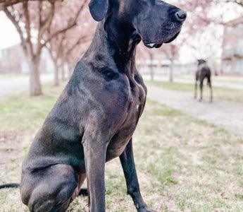 Wobbler Syndrome in Dogs : A Vet and Dog Moms Perspective