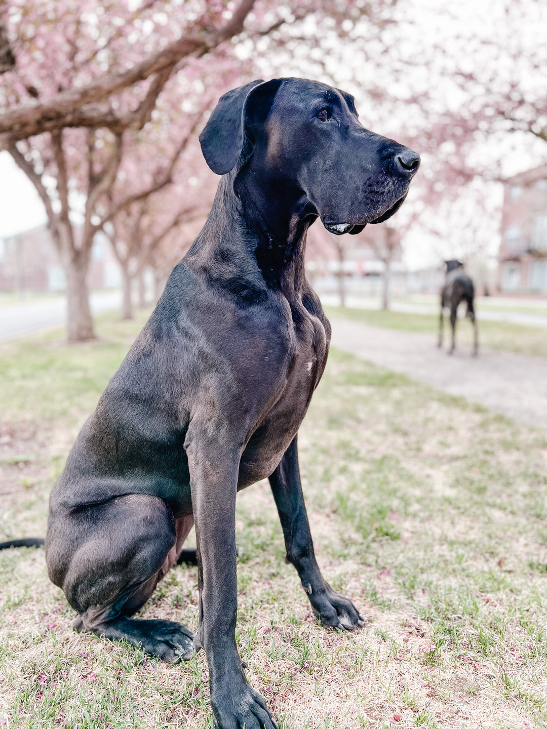 Wobbler Syndrome in Dogs : A Vet and Dog Moms Perspective