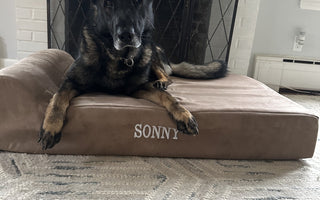Meet Sonny the Police Dog!