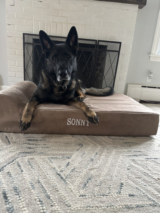 Meet Sonny the Police Dog!