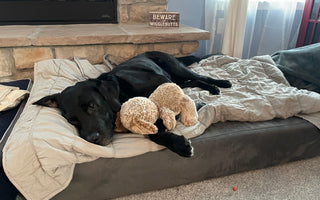 2024 Paws of Honor Update: K9 Tank