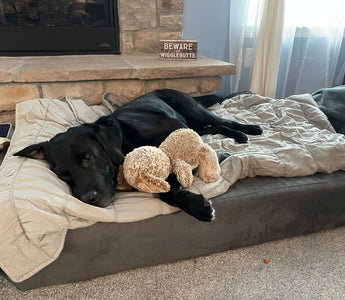 2024 Paws of Honor Update: K9 Tank
