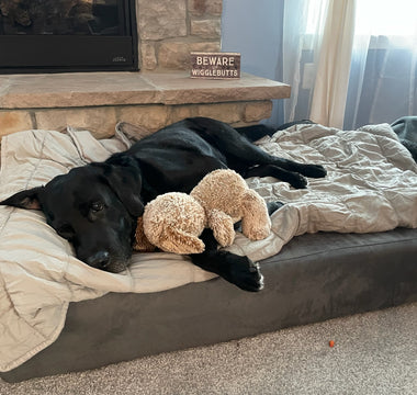 2024 Paws of Honor Update: K9 Tank