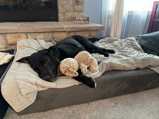 2024 Paws of Honor Update: K9 Tank