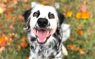 Thanksgiving Golden Paste Frozen Dog Treat