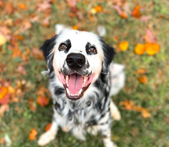 Thanksgiving Golden Paste Frozen Dog Treat