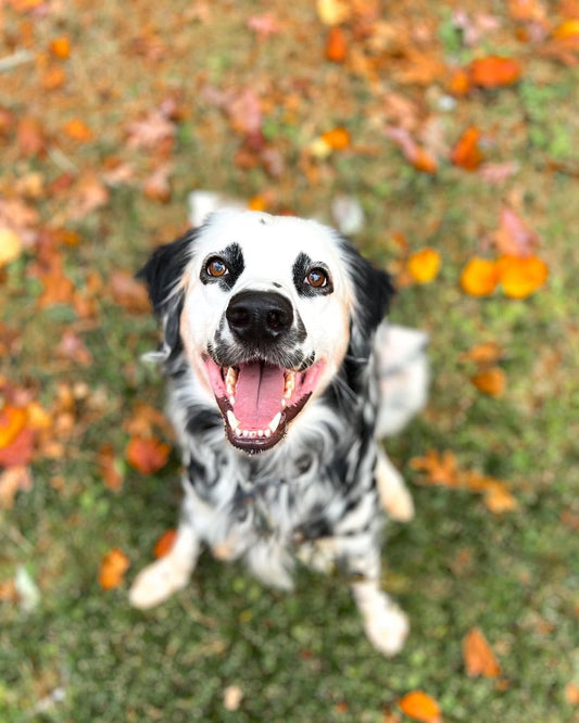 Thanksgiving Golden Paste Frozen Dog Treat