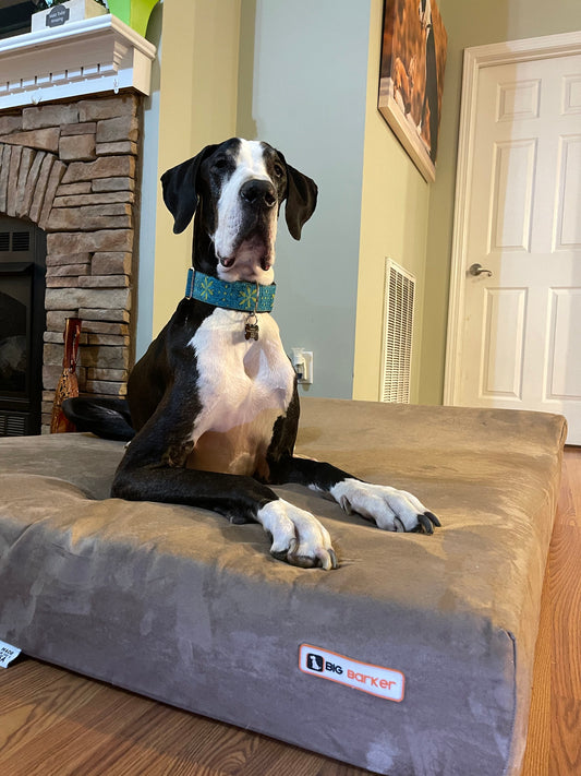 Dane's Improved Mobility with His Big Barker Bed