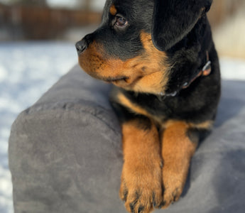 Ethical Breeding: Tranquil Peak Rottweilers