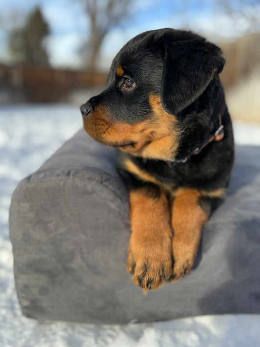 Ethical Breeding: Tranquil Peak Rottweilers