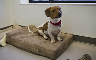 Christmas Comes Early for Our Four-Legged Friends at Philly PAWS!