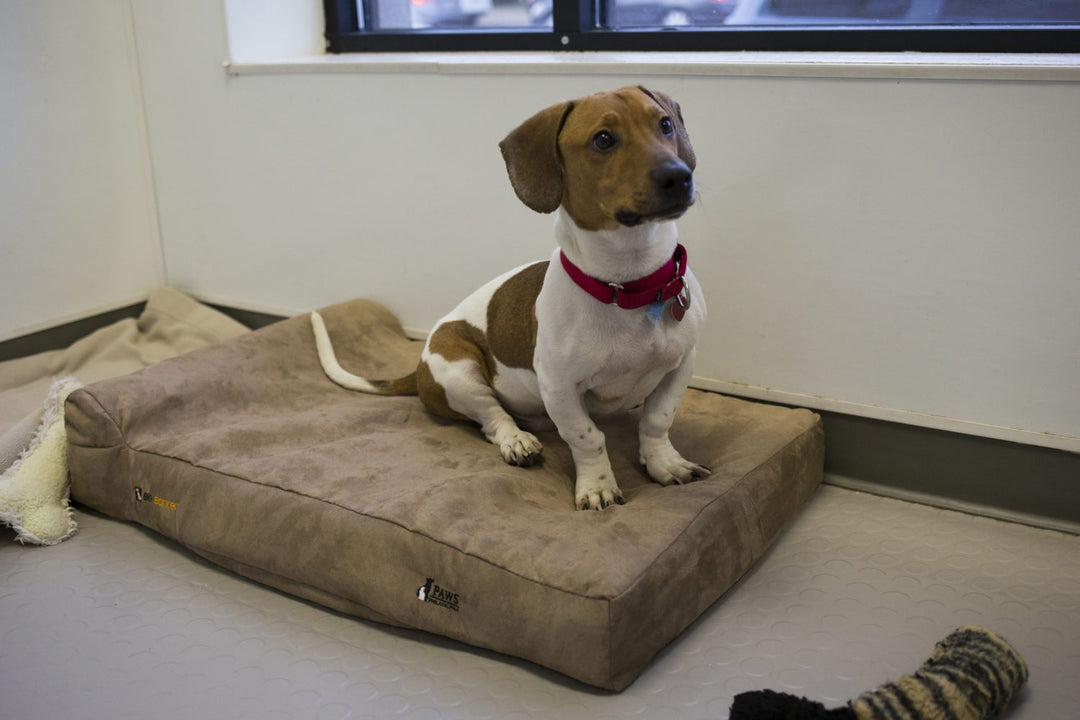Christmas Comes Early for Our Four-Legged Friends at Philly PAWS!