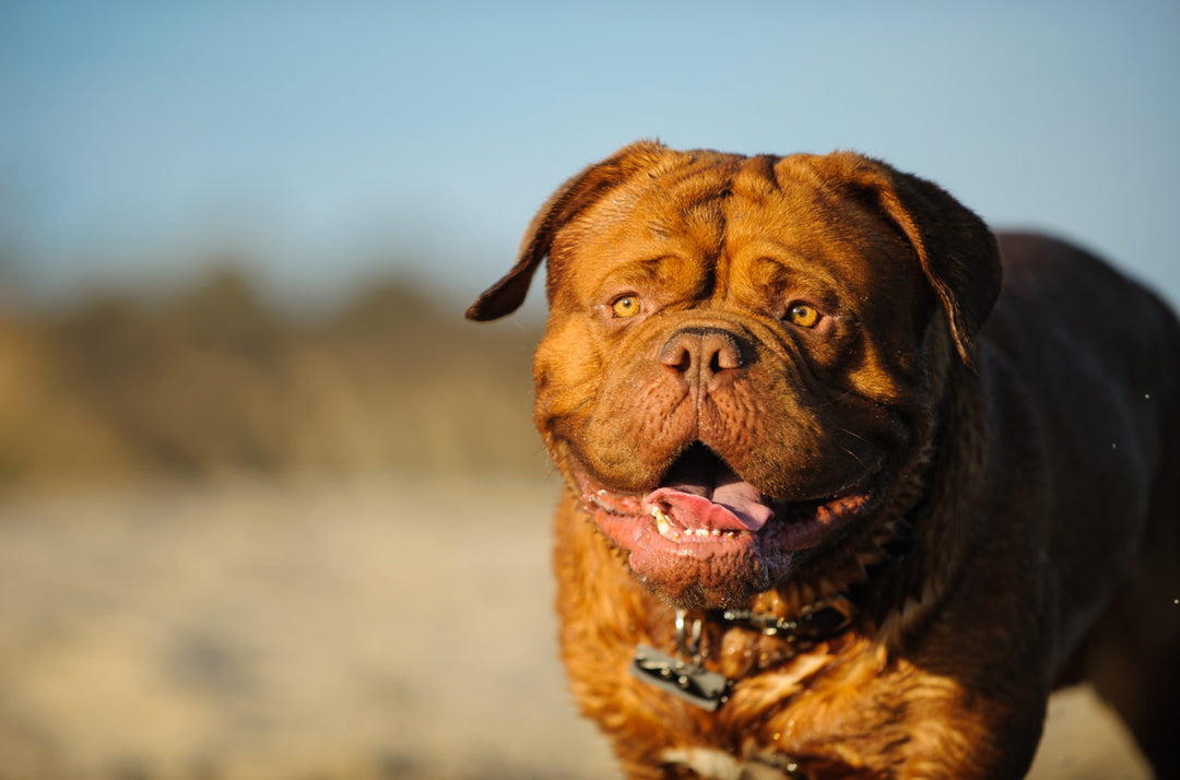 Is Your Dog Overweight?