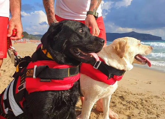 A Trio of Lifeguard Dogs Rescue 14 People Swept Out to Sea