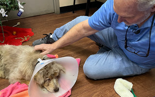 Texas Dog Found in Florida After Seven Years Missing