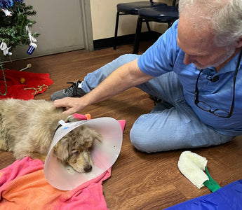 Texas Dog Found in Florida After Seven Years Missing