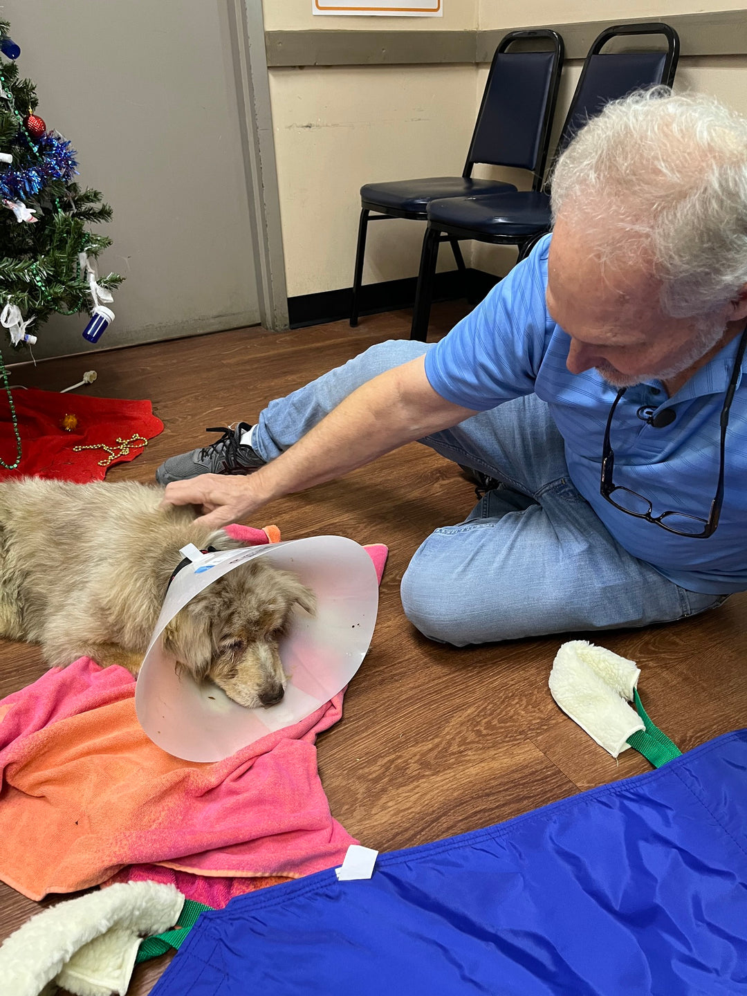 Texas Dog Found in Florida After Seven Years Missing