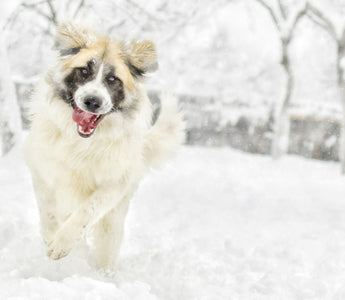 Joint Care For Your Big Dog In The Cold Winter Months