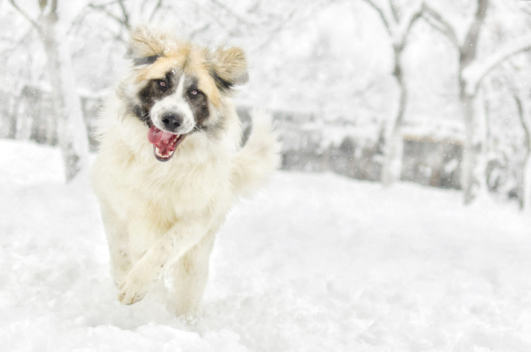 Joint Care For Your Big Dog In The Cold Winter Months