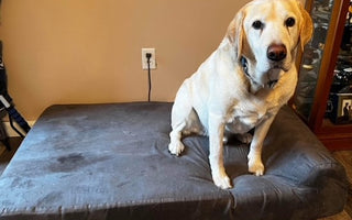 K9 Buddy- Paws of Honor