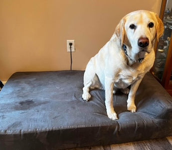 K9 Buddy- Paws of Honor