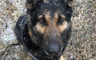 Cezar (V111), Explosive Detector Dog: Paws of Honor