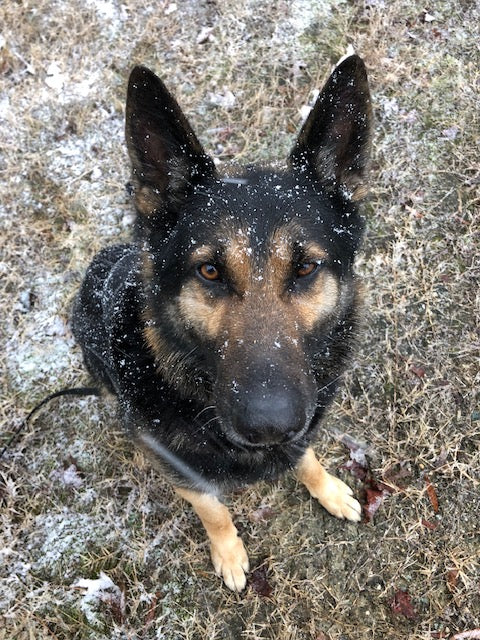 Cezar (V111), Explosive Detector Dog: Paws of Honor