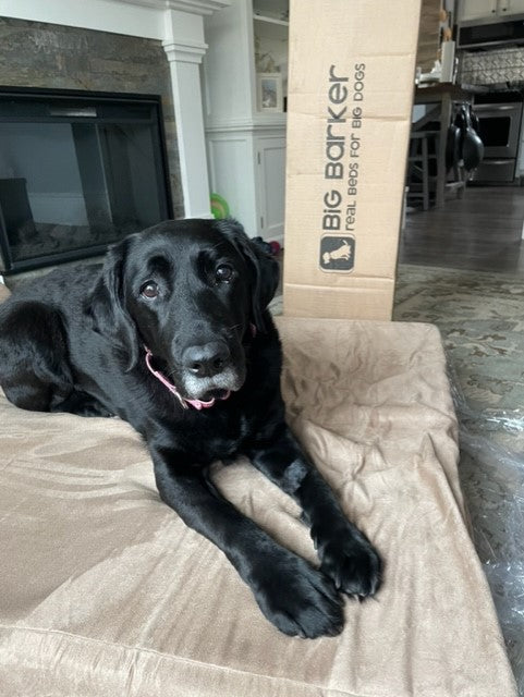 K9 Christy: Puppies Behind Bars | Paws of Honor