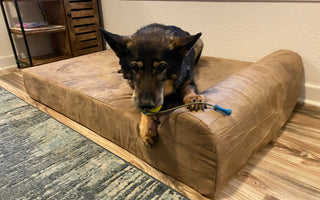 Paws of Honor: Meet Cobra