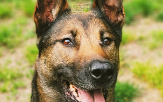 Paws of Honor: K9 Dani