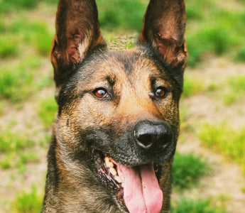 Paws of Honor: K9 Dani
